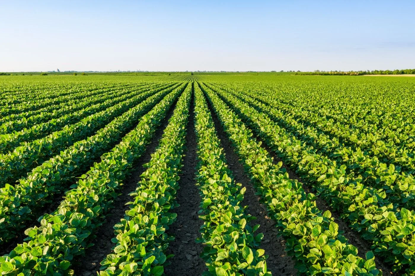 Agriculture